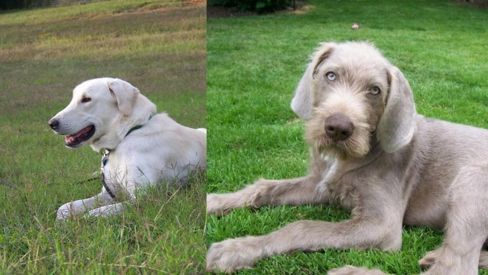 Slovakian Rough Haired Pointer vs Akbash Dog - Breed Comparison