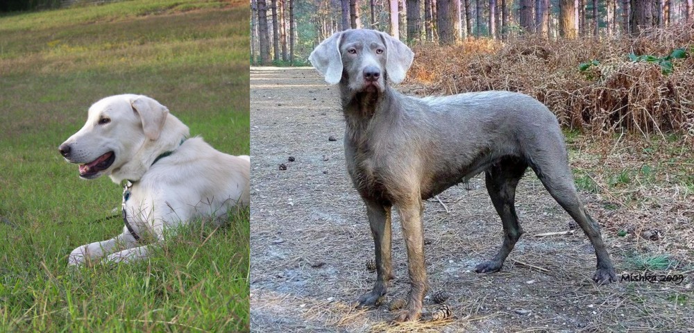 Slovensky Hrubosrsty Stavac vs Akbash Dog - Breed Comparison