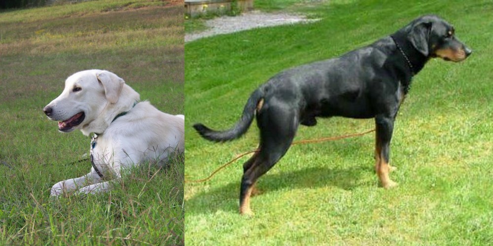 Smalandsstovare vs Akbash Dog - Breed Comparison