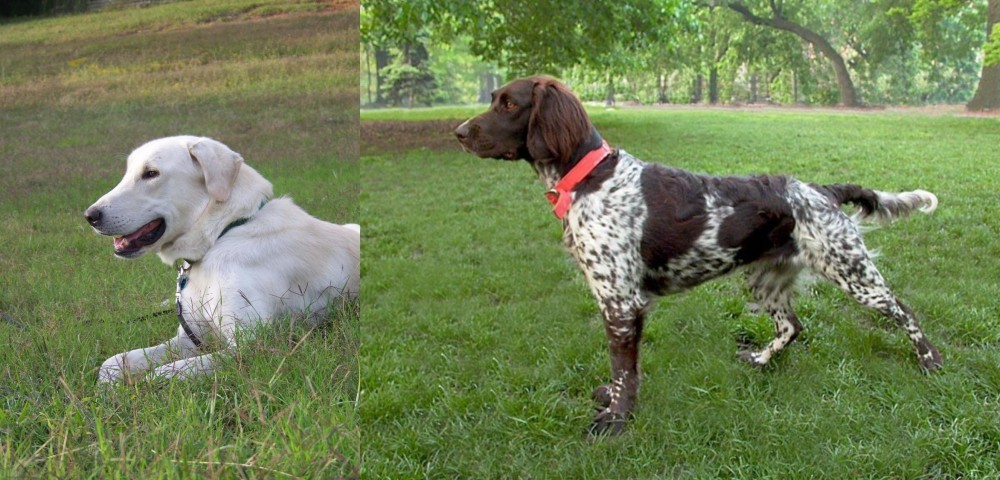 Small Munsterlander vs Akbash Dog - Breed Comparison