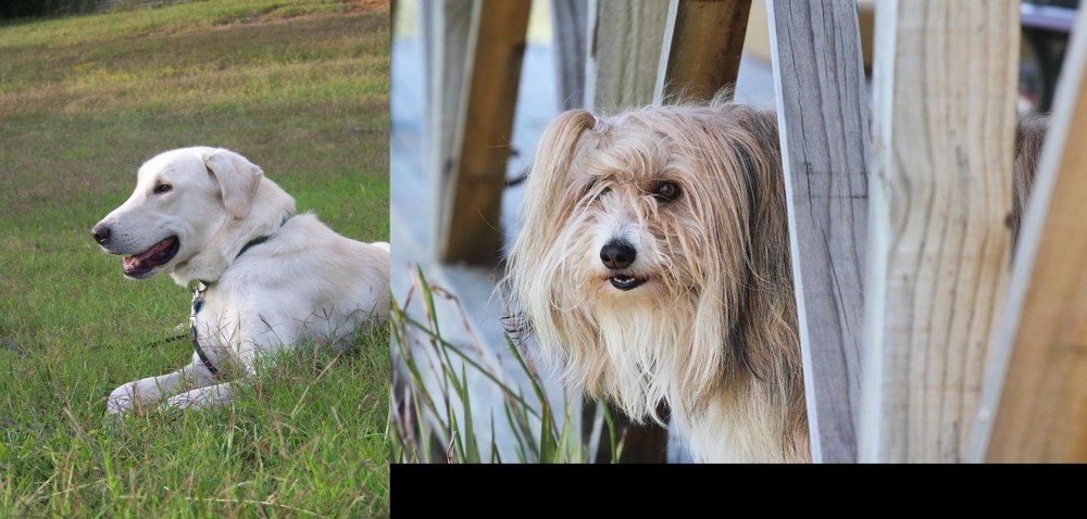 Smithfield vs Akbash Dog - Breed Comparison