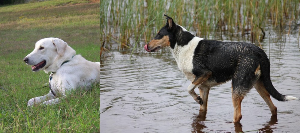 Smooth Collie vs Akbash Dog - Breed Comparison