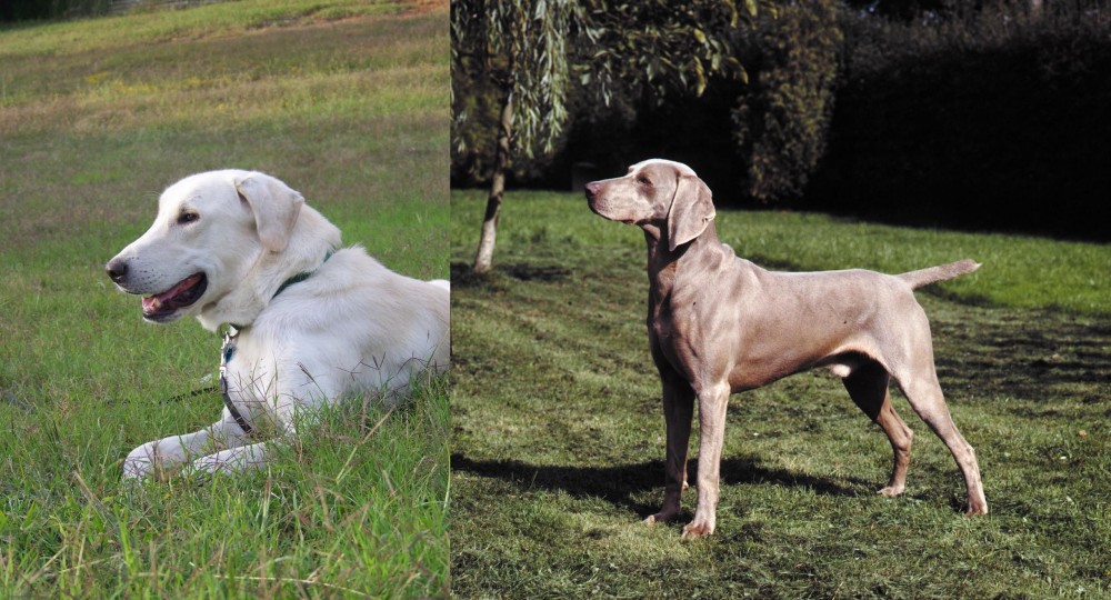 Smooth Haired Weimaraner vs Akbash Dog - Breed Comparison