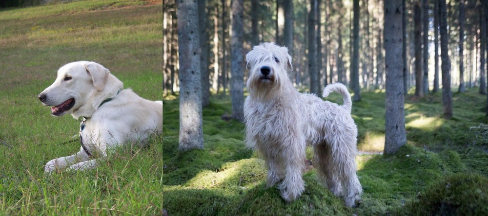 Soft-Coated Wheaten Terrier vs Akbash Dog - Breed Comparison