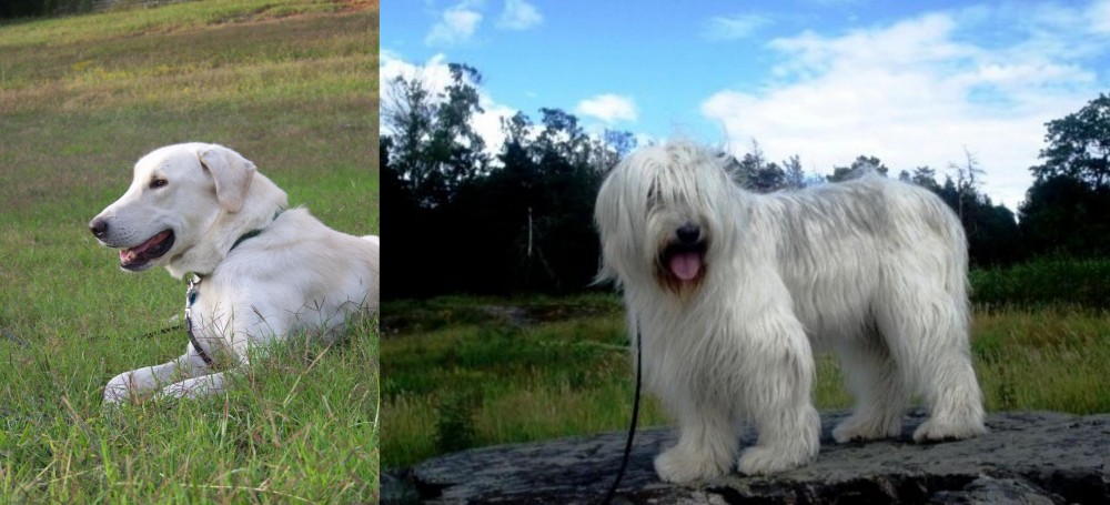 South Russian Ovcharka vs Akbash Dog - Breed Comparison