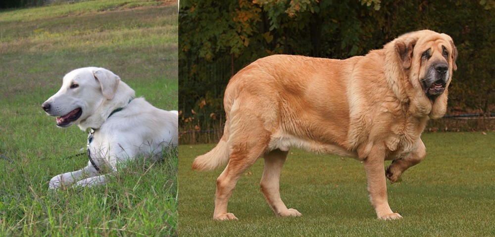 Spanish Mastiff vs Akbash Dog - Breed Comparison