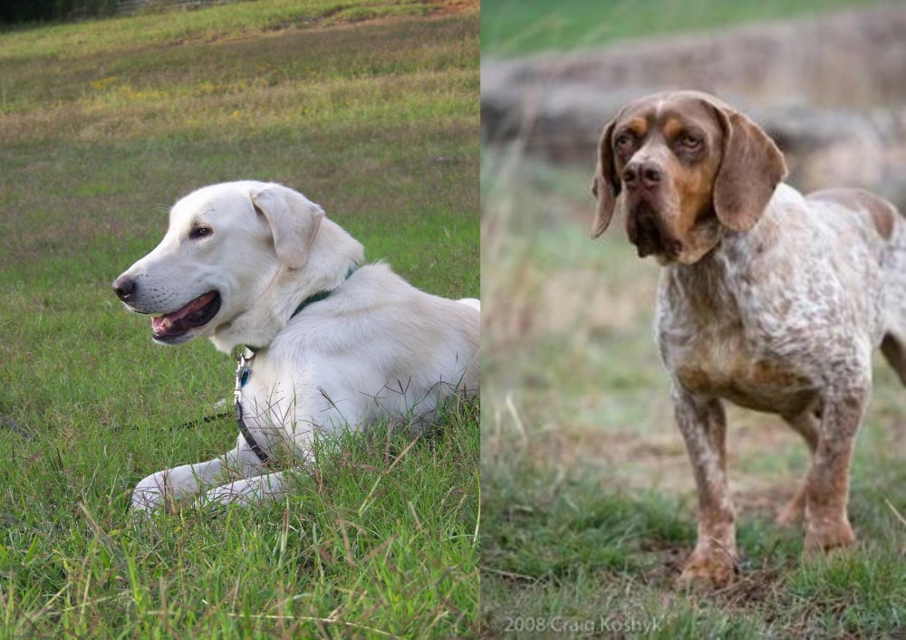 Spanish Pointer vs Akbash Dog - Breed Comparison