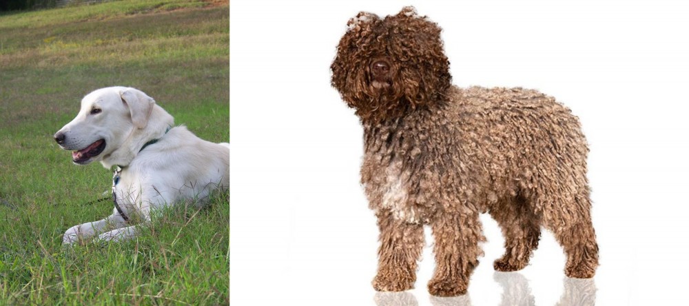 Spanish Water Dog vs Akbash Dog - Breed Comparison