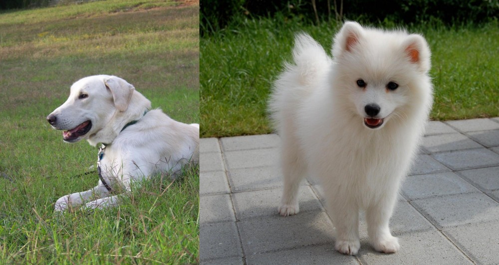 Spitz vs Akbash Dog - Breed Comparison
