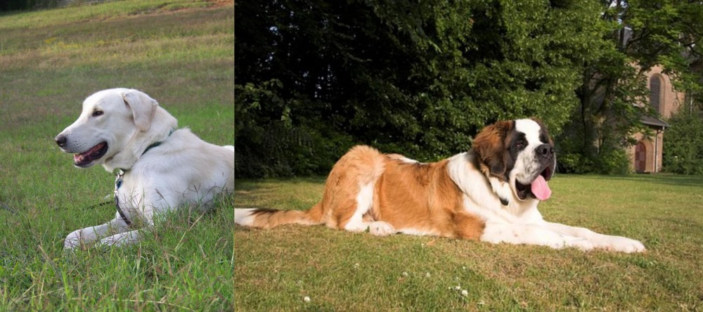 St. Bernard vs Akbash Dog - Breed Comparison