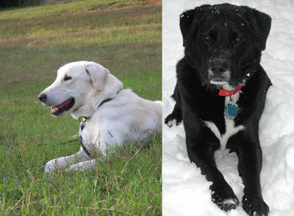 St. John's Water Dog vs Akbash Dog - Breed Comparison