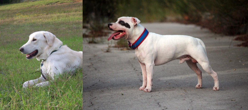 Staffordshire Bull Terrier vs Akbash Dog - Breed Comparison