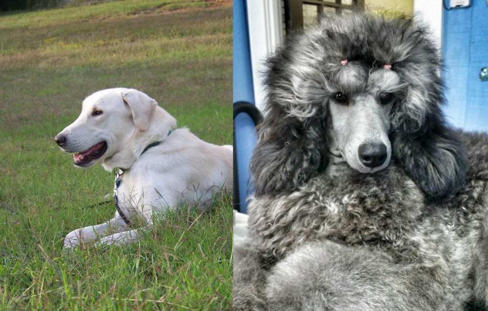 Standard Poodle vs Akbash Dog - Breed Comparison