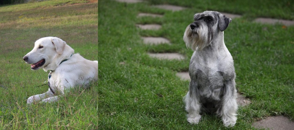 Standard Schnauzer vs Akbash Dog - Breed Comparison