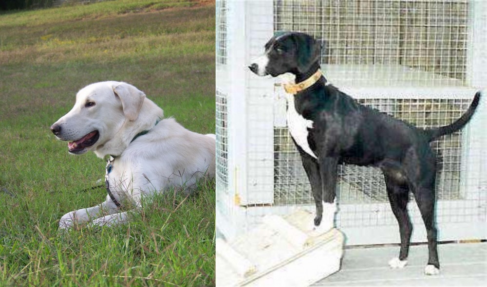 Stephens Stock vs Akbash Dog - Breed Comparison