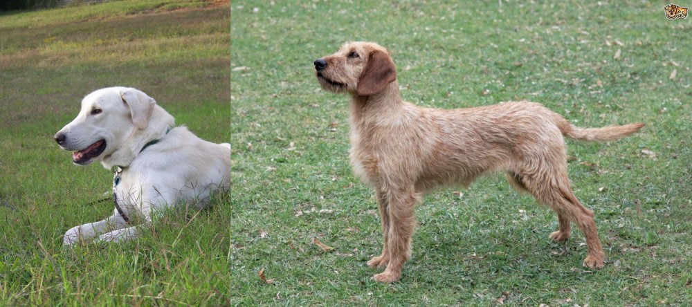 Styrian Coarse Haired Hound vs Akbash Dog - Breed Comparison