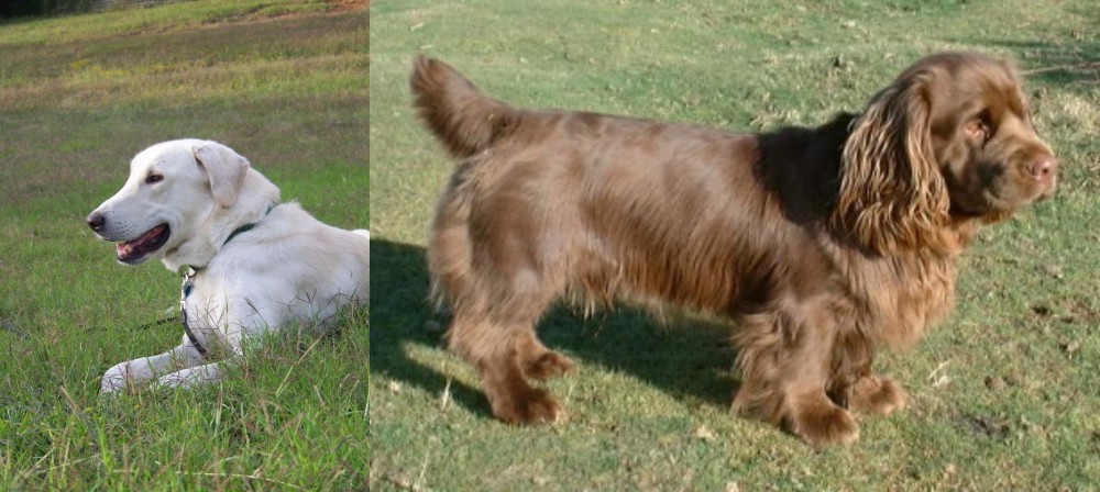 Sussex Spaniel vs Akbash Dog - Breed Comparison