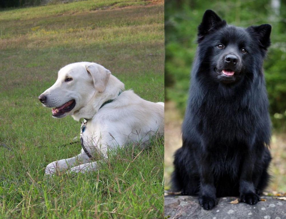 Swedish Lapphund vs Akbash Dog - Breed Comparison