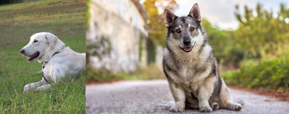 Swedish Vallhund vs Akbash Dog - Breed Comparison