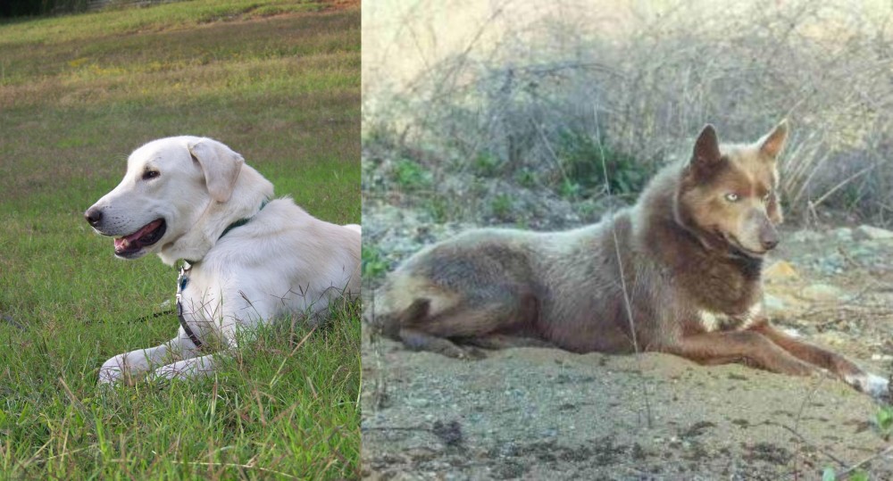 Tahltan Bear Dog vs Akbash Dog - Breed Comparison
