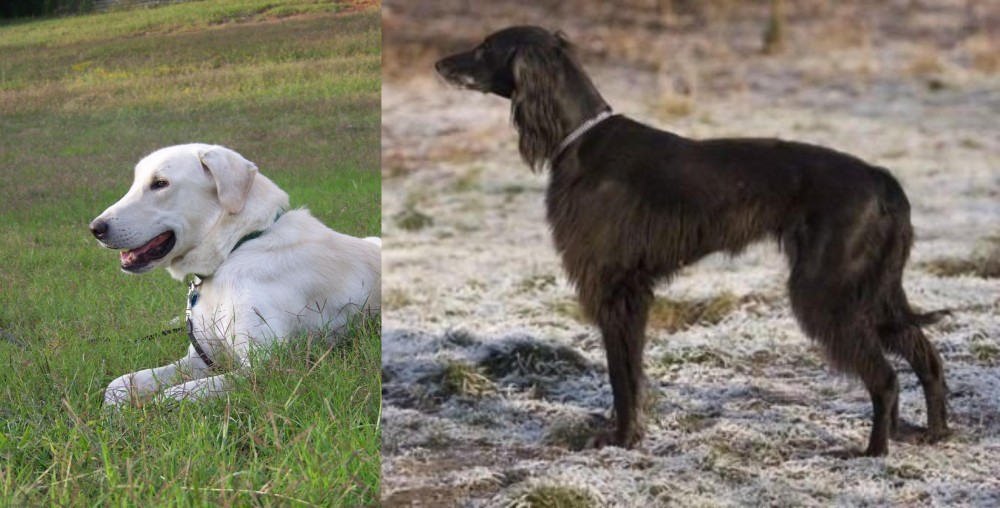 Taigan vs Akbash Dog - Breed Comparison