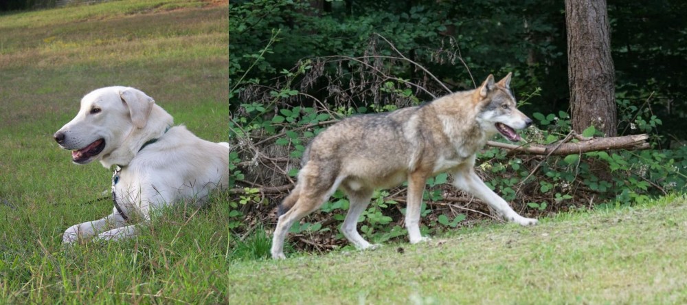 Tamaskan vs Akbash Dog - Breed Comparison