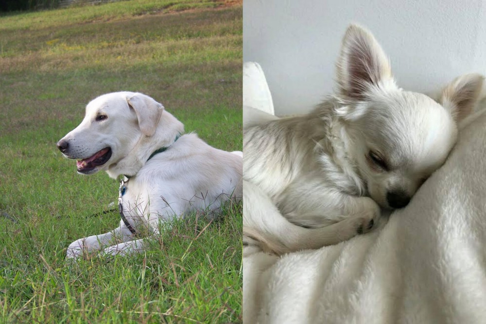Tea Cup Chihuahua vs Akbash Dog - Breed Comparison