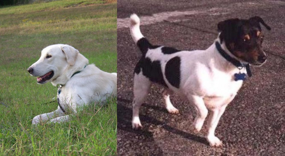 Teddy Roosevelt Terrier vs Akbash Dog - Breed Comparison