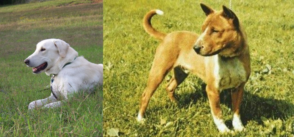 Telomian vs Akbash Dog - Breed Comparison