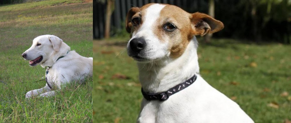 Tenterfield Terrier vs Akbash Dog - Breed Comparison