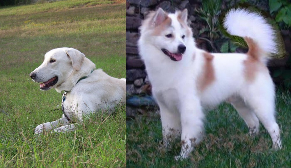 Thai Bangkaew vs Akbash Dog - Breed Comparison