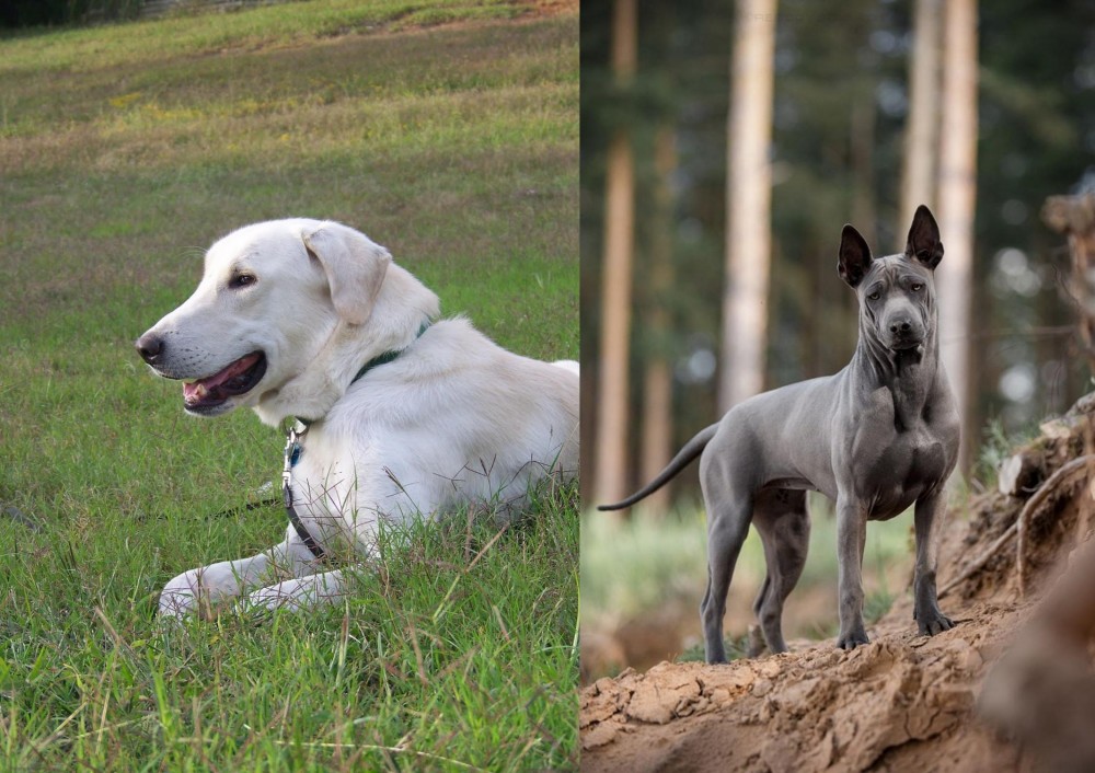 Thai Ridgeback vs Akbash Dog - Breed Comparison