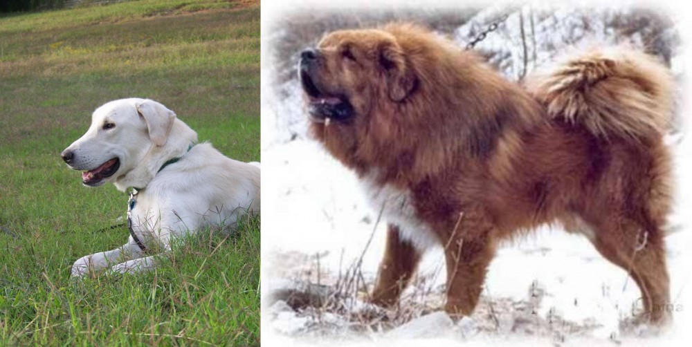 Tibetan Kyi Apso vs Akbash Dog - Breed Comparison