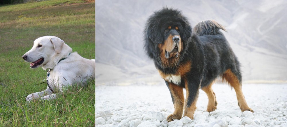 Tibetan Mastiff vs Akbash Dog - Breed Comparison