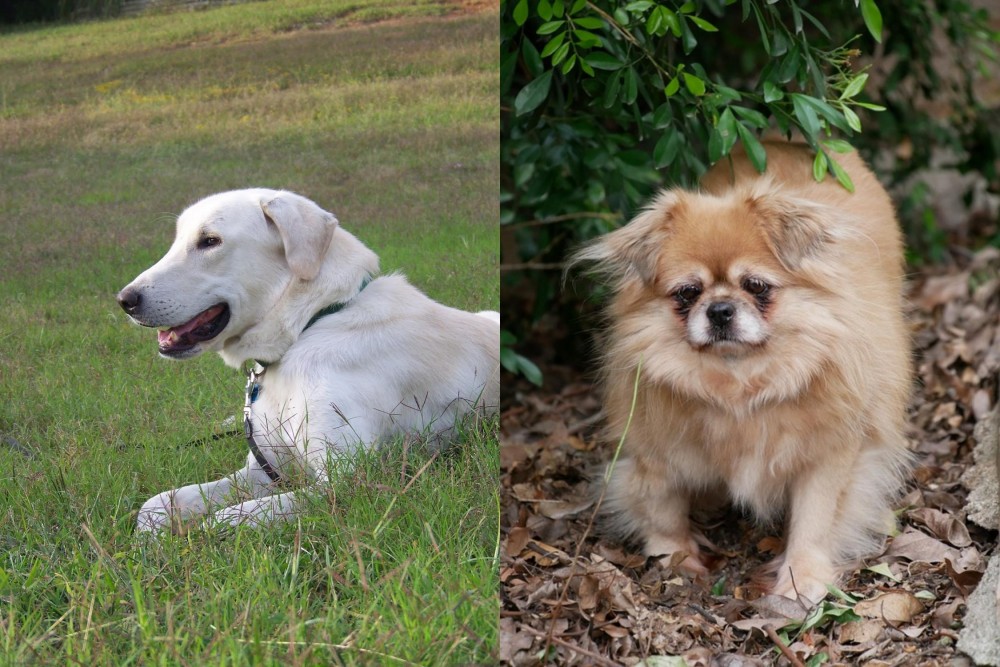 Tibetan Spaniel vs Akbash Dog - Breed Comparison