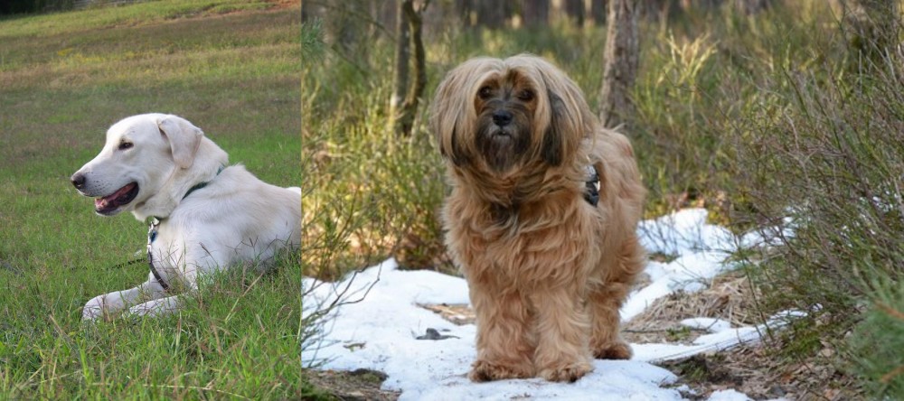 Tibetan Terrier vs Akbash Dog - Breed Comparison