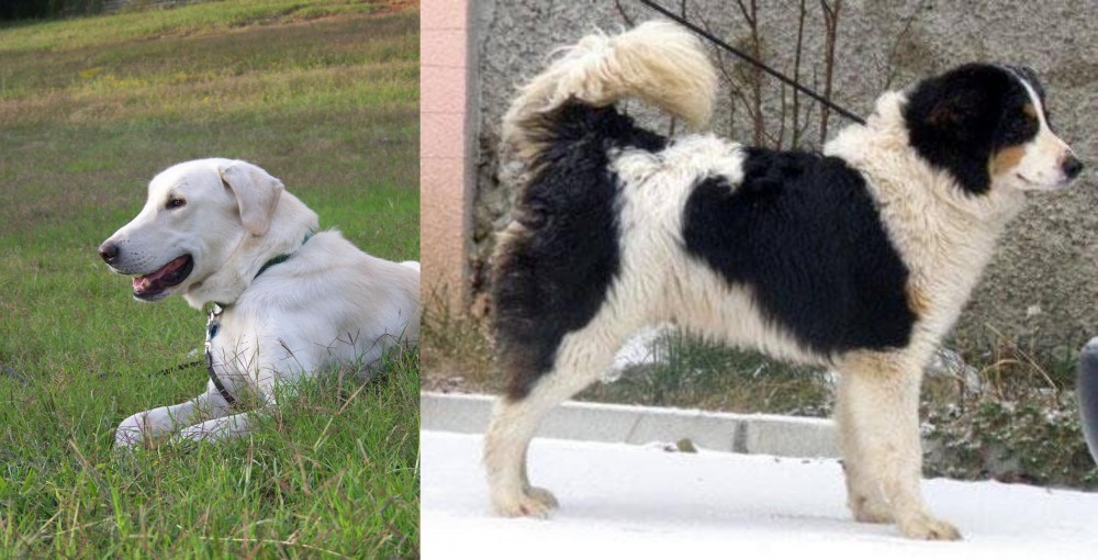 Tornjak vs Akbash Dog - Breed Comparison
