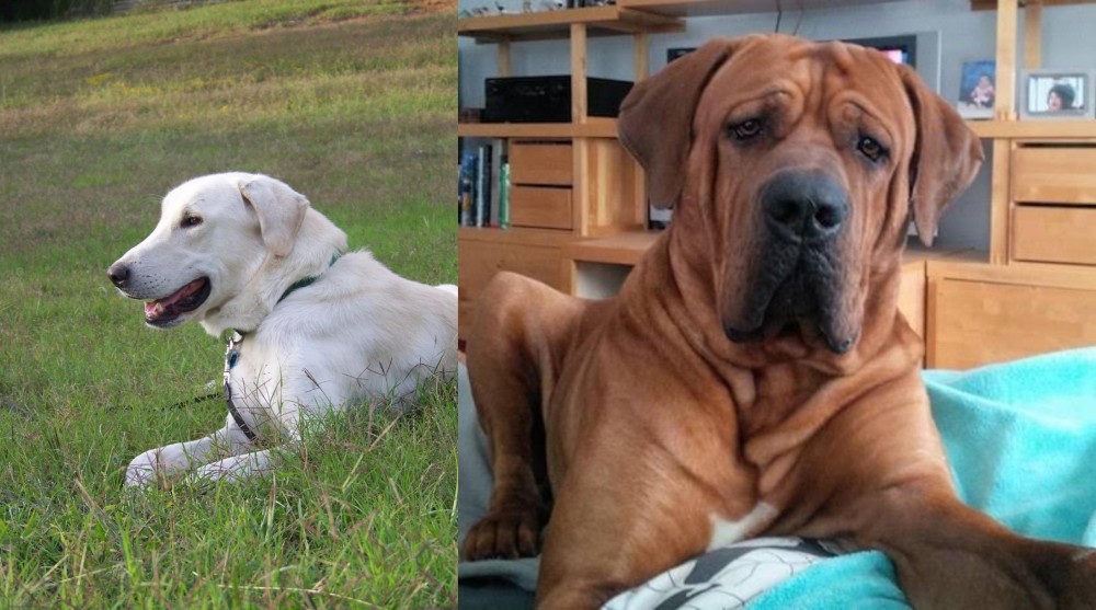Tosa vs Akbash Dog - Breed Comparison