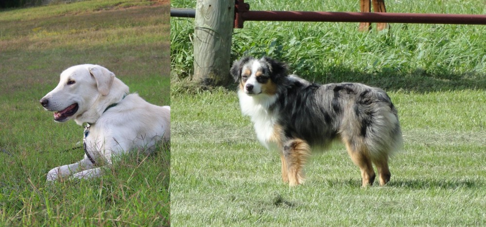 Toy Australian Shepherd vs Akbash Dog - Breed Comparison