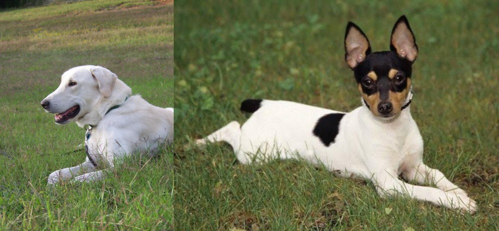 Toy Fox Terrier vs Akbash Dog - Breed Comparison
