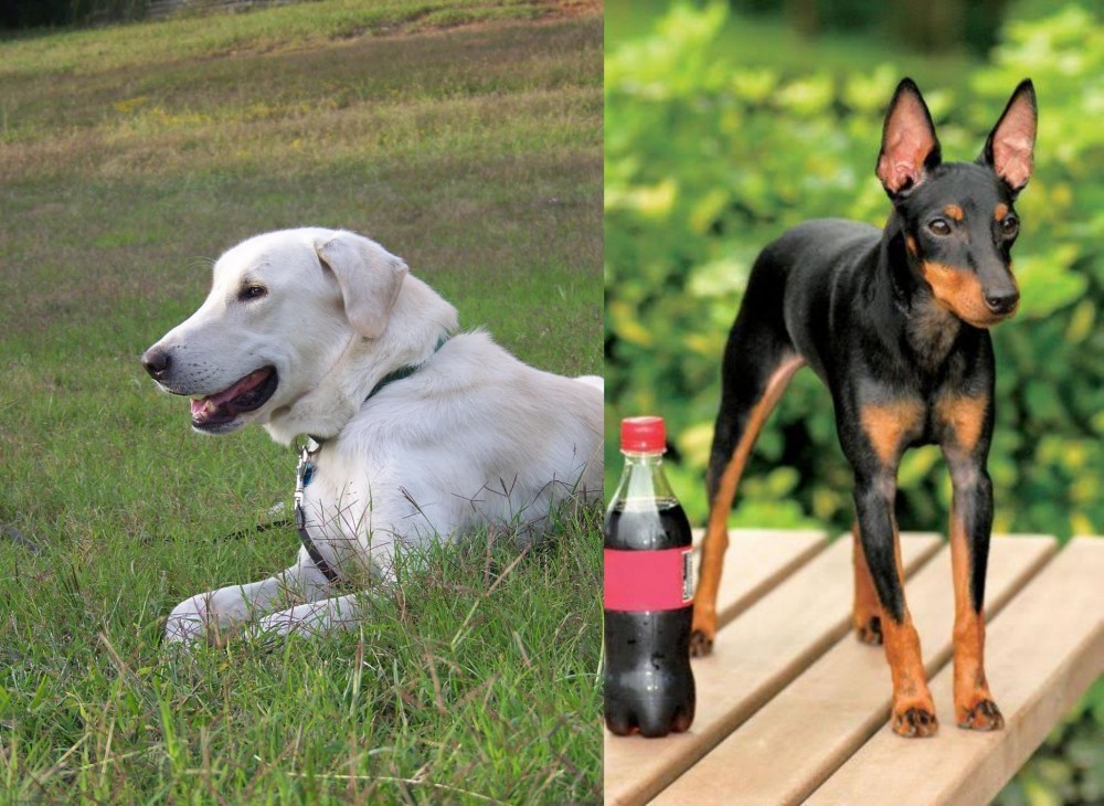 Toy Manchester Terrier vs Akbash Dog - Breed Comparison