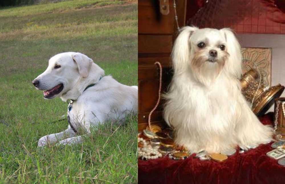 Toy Mi-Ki vs Akbash Dog - Breed Comparison