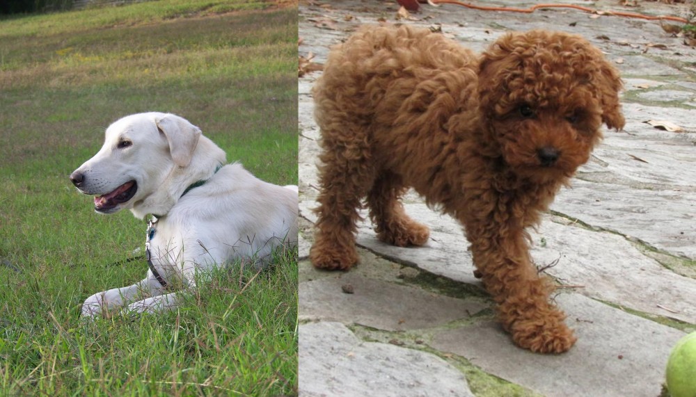 Toy Poodle vs Akbash Dog - Breed Comparison