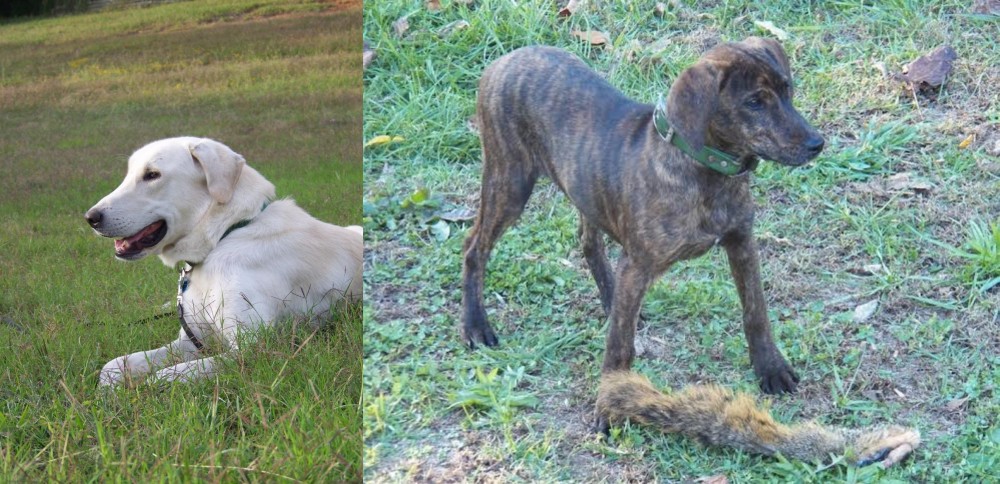 Treeing Cur vs Akbash Dog - Breed Comparison