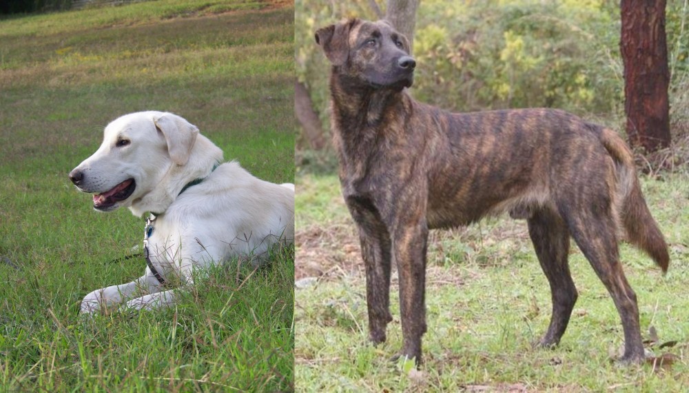 Treeing Tennessee Brindle vs Akbash Dog - Breed Comparison
