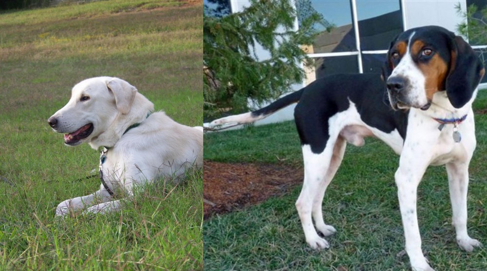 Treeing Walker Coonhound vs Akbash Dog - Breed Comparison