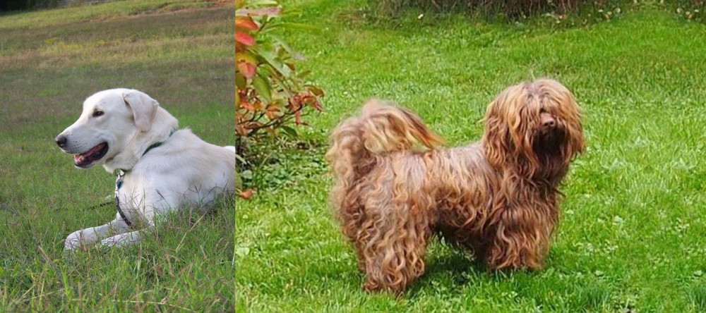 Tsvetnaya Bolonka vs Akbash Dog - Breed Comparison