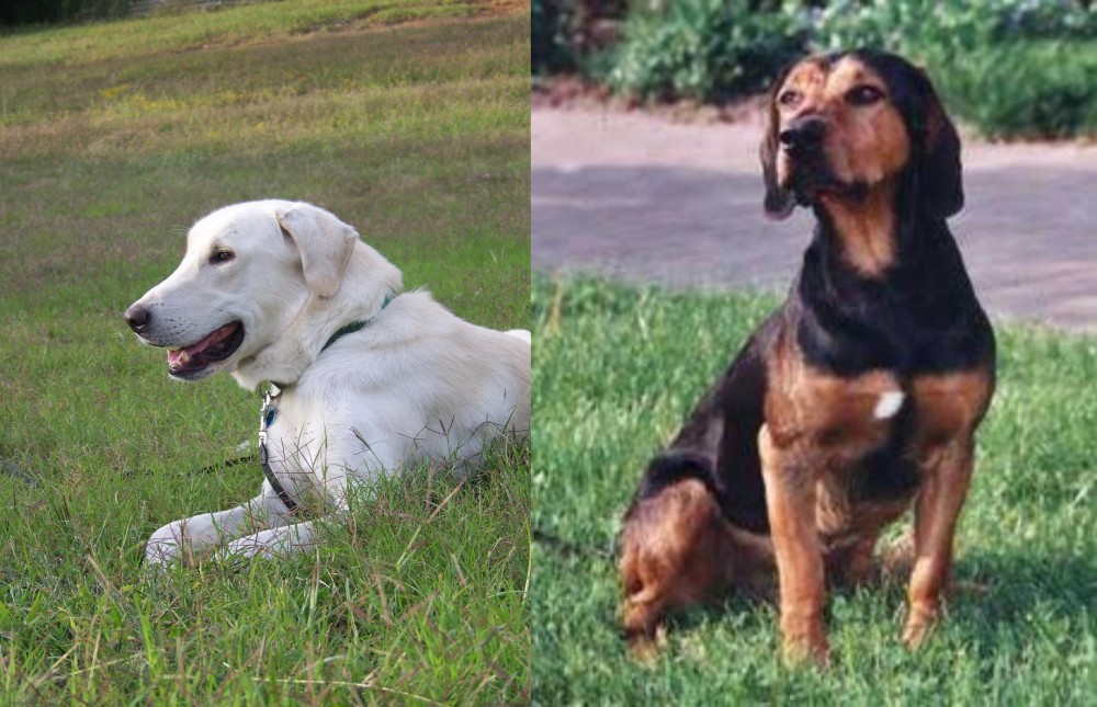 Tyrolean Hound vs Akbash Dog - Breed Comparison