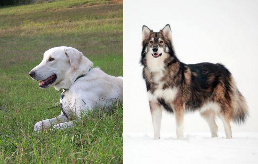 Utonagan vs Akbash Dog - Breed Comparison