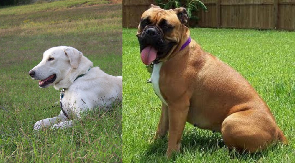 Valley Bulldog vs Akbash Dog - Breed Comparison